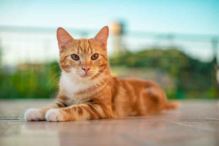 cat-facts.jpg