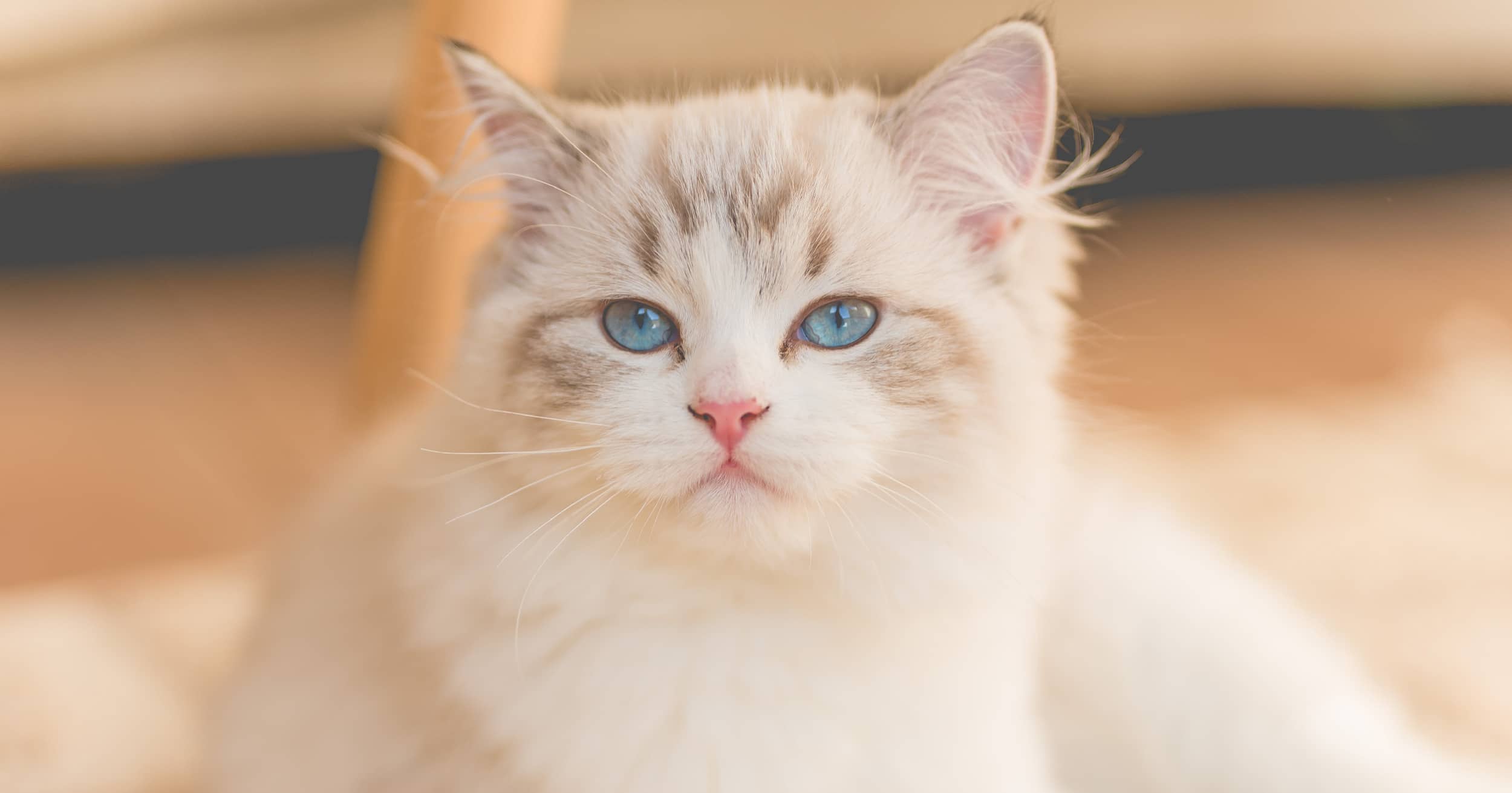close-up-white-cat-with-blue-eyes-121224.jpg