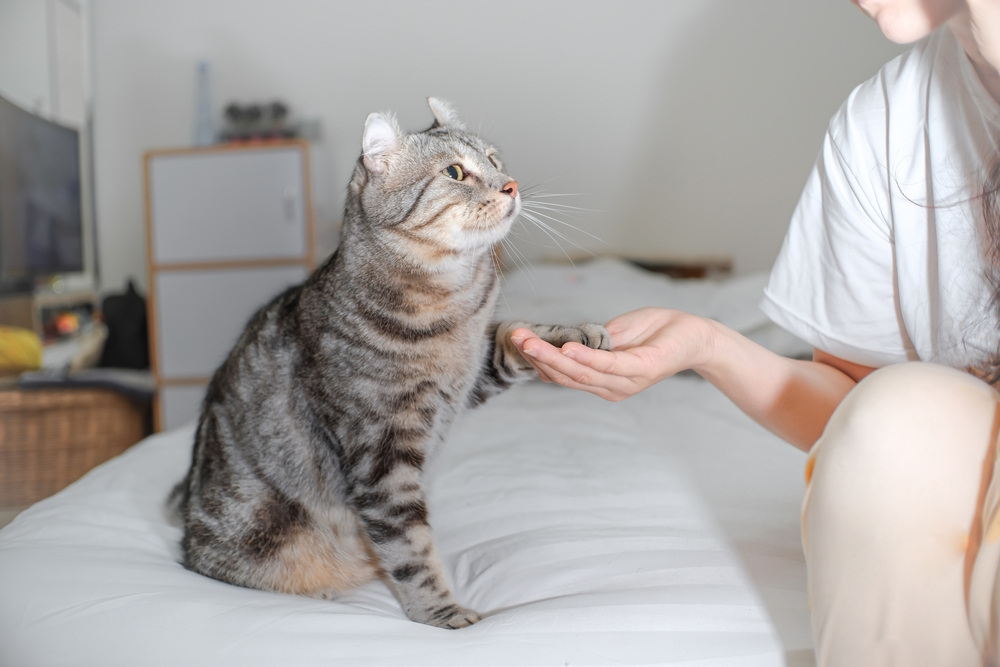 woman-shake-hands-with-cat_Nitiphonphat-Shutterstock.jpg