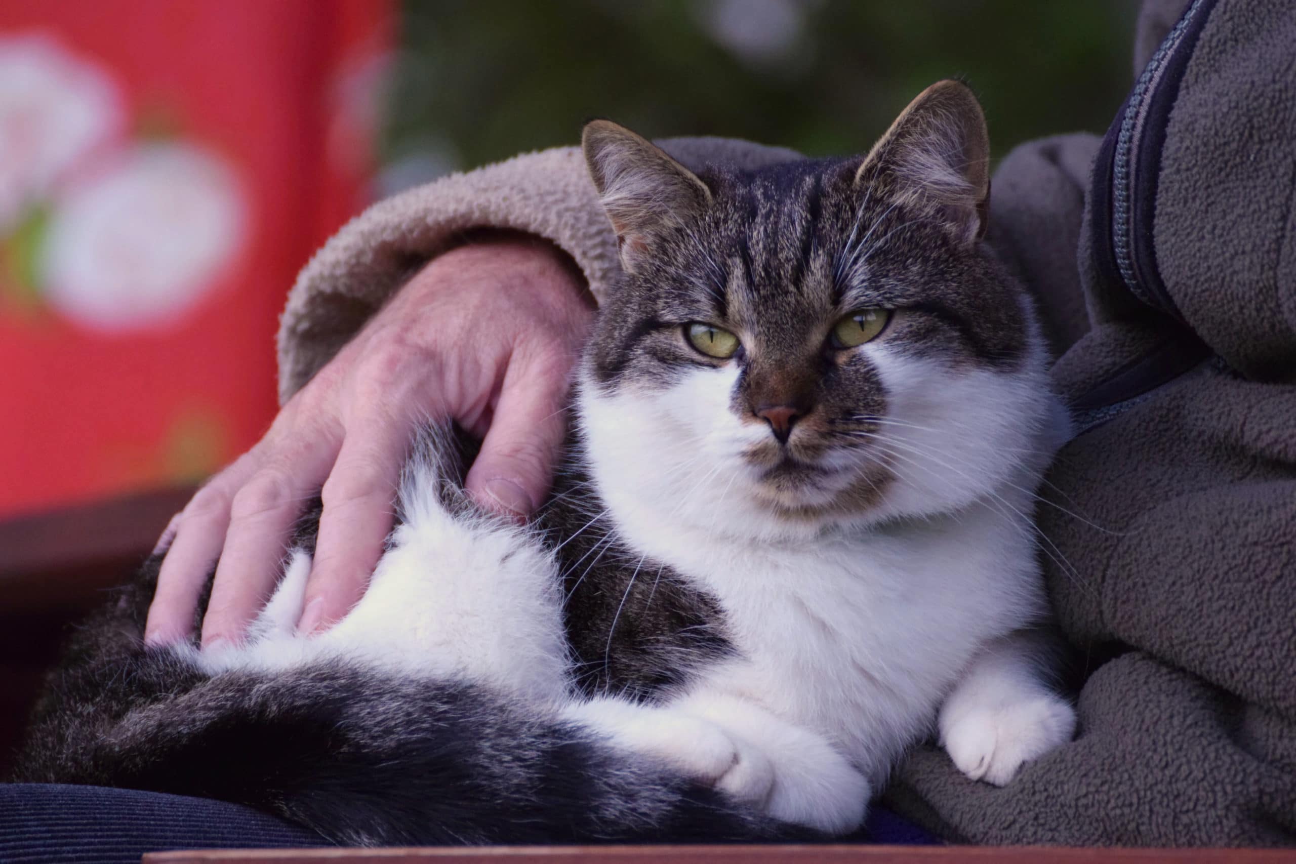 Therapy-Cat-scaled.jpg