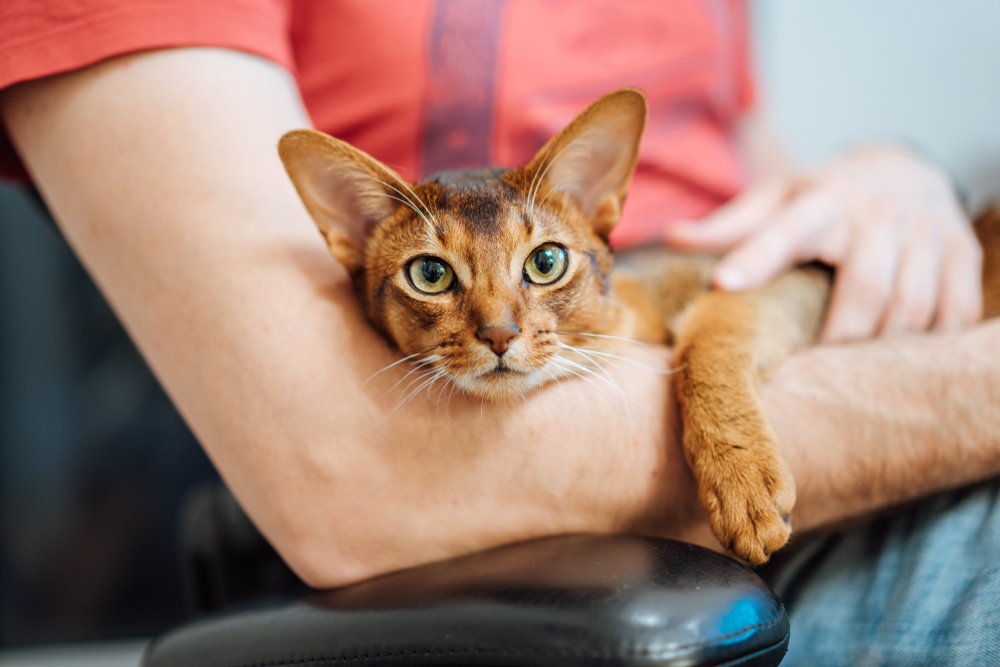 abyssinian-cat-hold-by-owner_Anastasija-Kru-Shutterstock.jpg