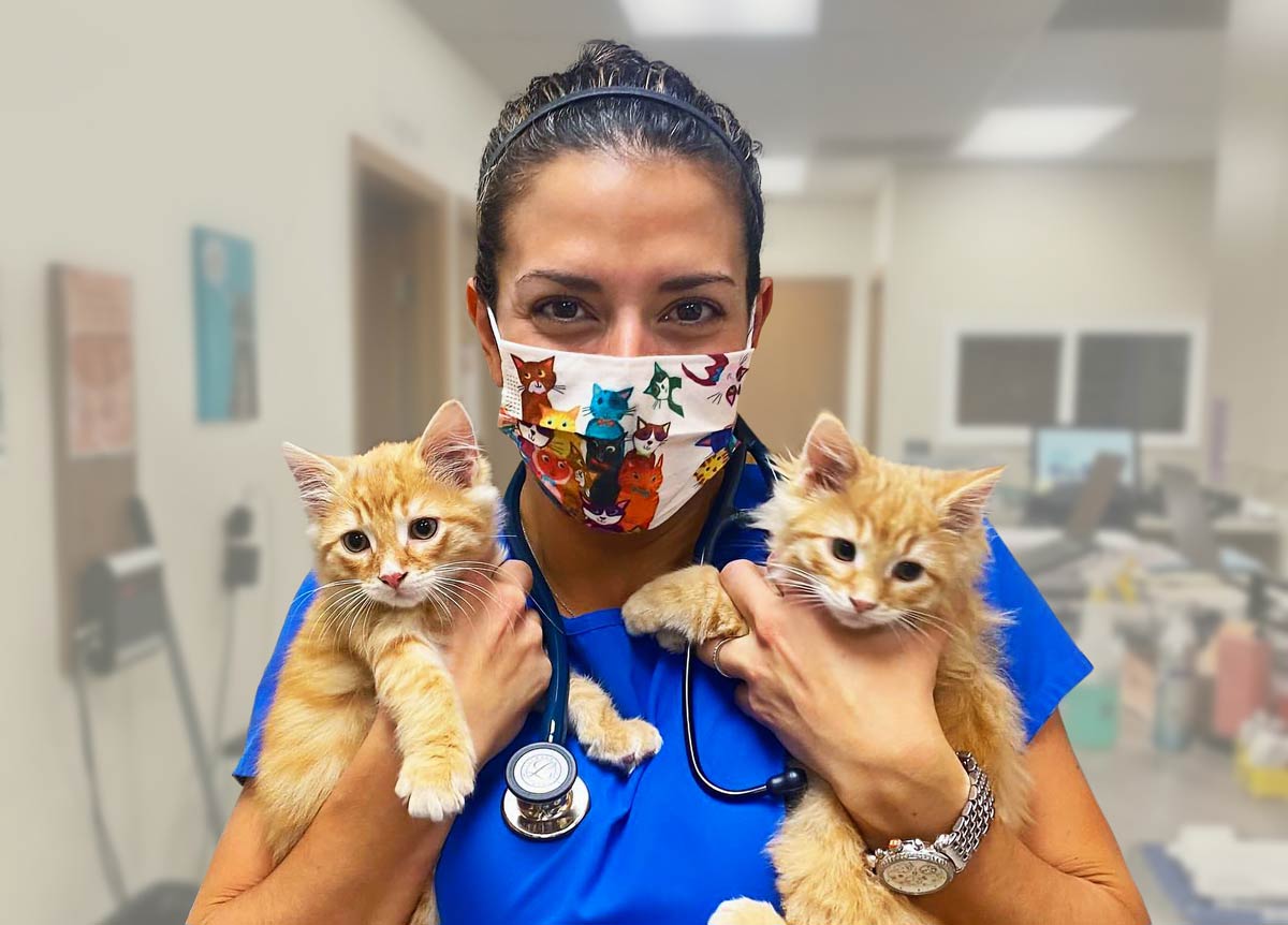 Cats-Only-veterinary-clinic.jpg