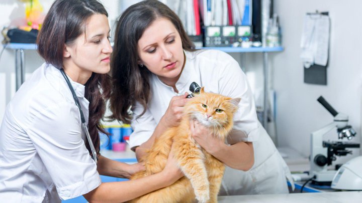 veterinarnaya-klinika-paaty-chkhei.2e16d0ba.fill-720x405.jpg
